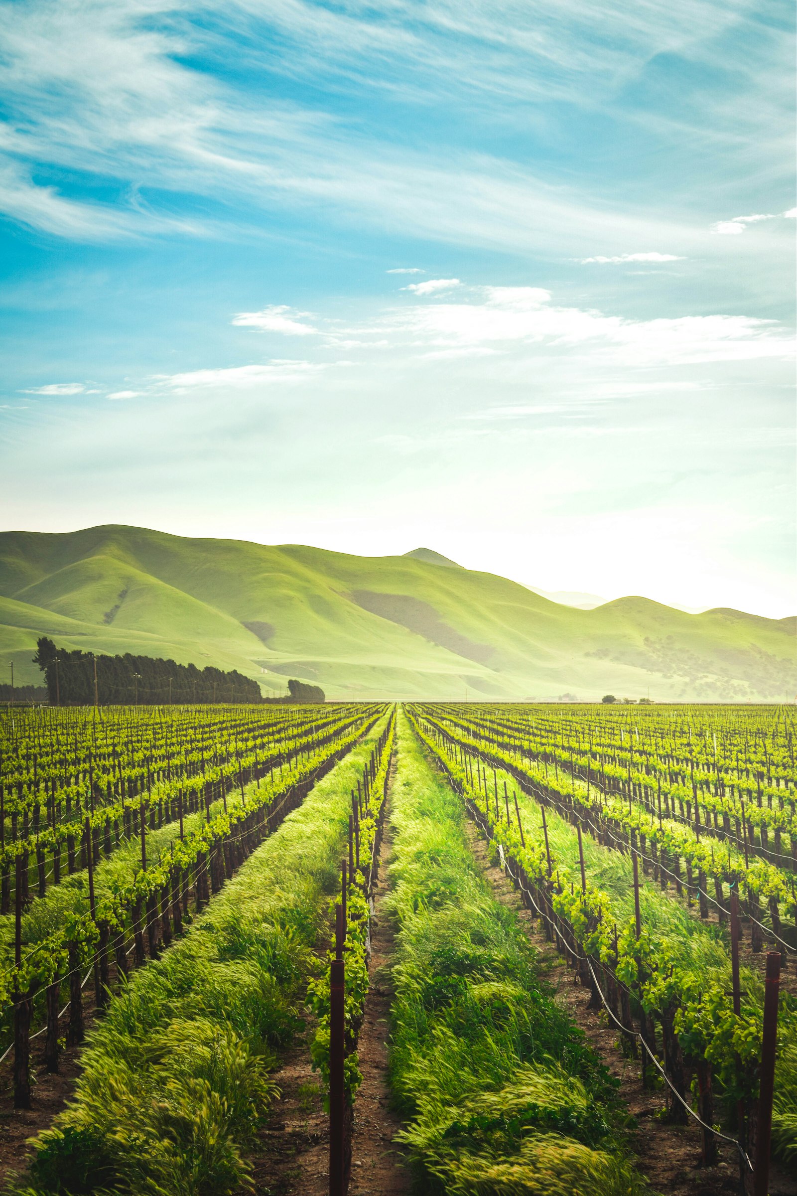 Agricultural landscape with sustainable farm rows and mature tree lines