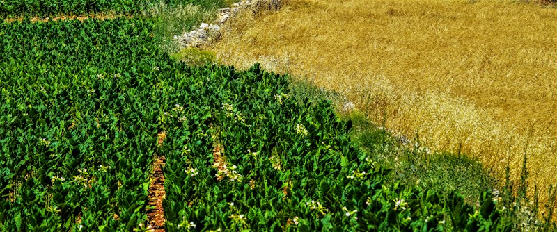 Agronomist examining soil health in an active agricultural field